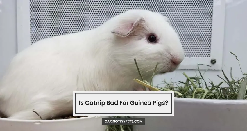 Is Catnip Bad For Guinea Pigs