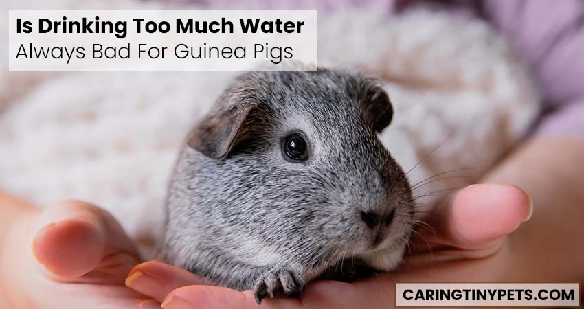 Is Drinking Too Much Water Always Bad For Guinea Pigs