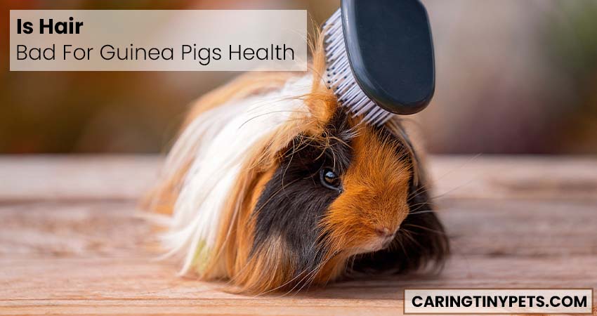 Is Hair Bad For Guinea Pigs Health