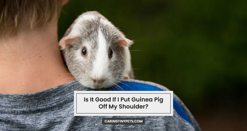 Is It Good If I Put Guinea Pig Off My Shoulder