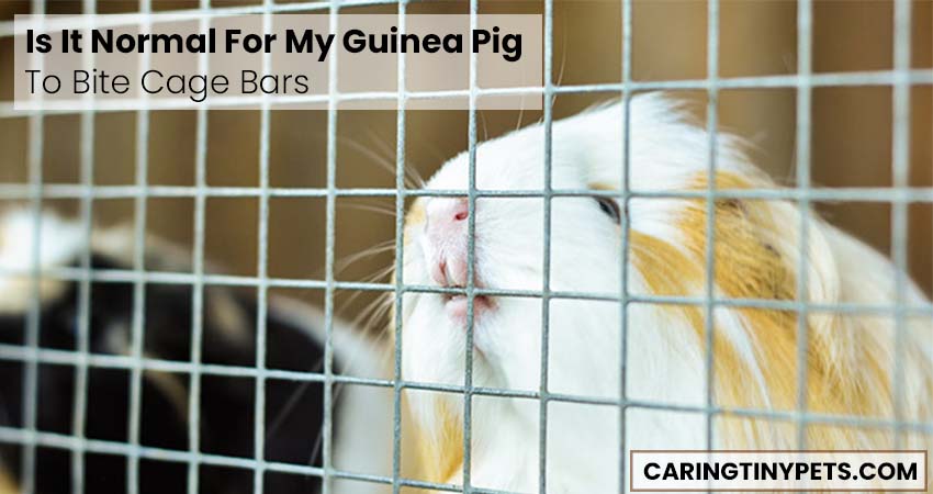 Is It Normal For My Guinea Pig To Bite Cage Bars