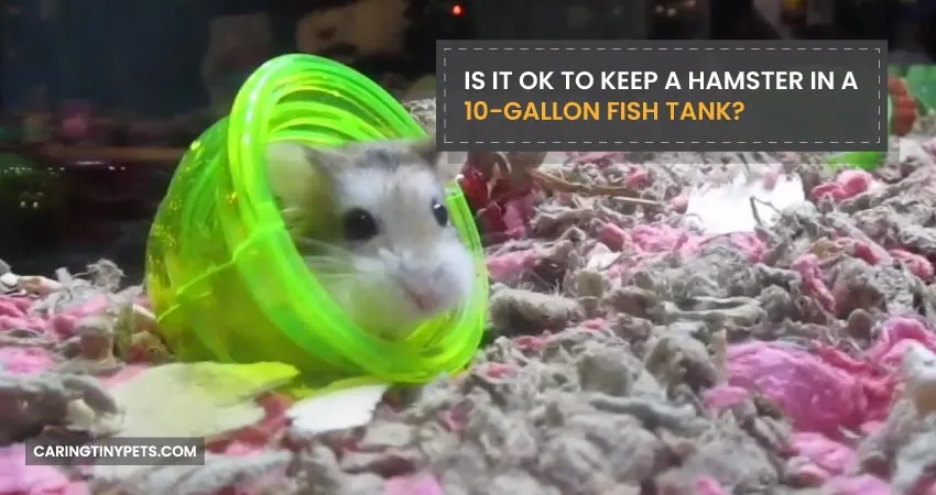 Is It Ok To Keep A Hamster In A 10-Gallon Fish Tank