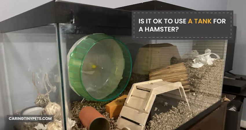 Is It Ok To Use A Tank For A Hamster