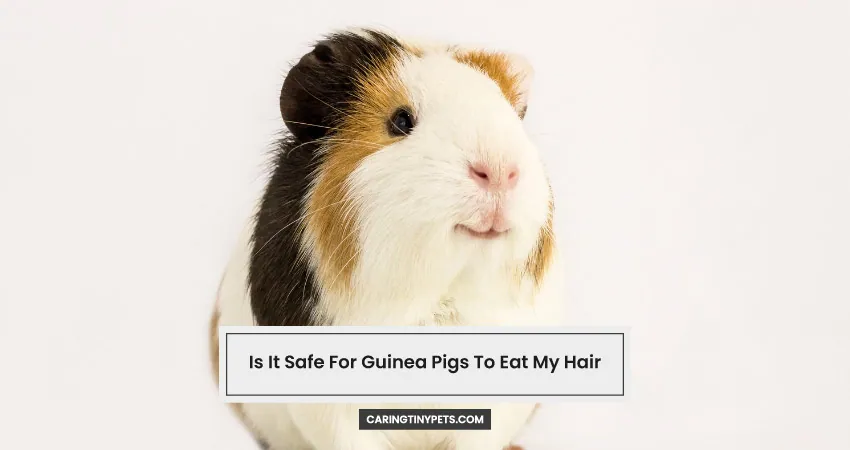 Is It Safe For Guinea Pigs To Eat My Hair