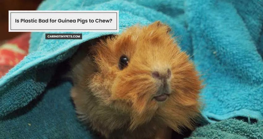 Is Plastic Bad for Guinea Pigs to Chew