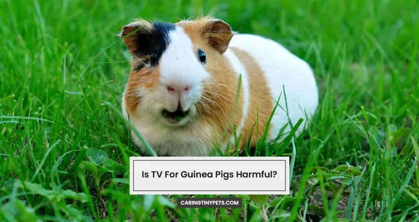 Is TV For Guinea Pigs Harmful