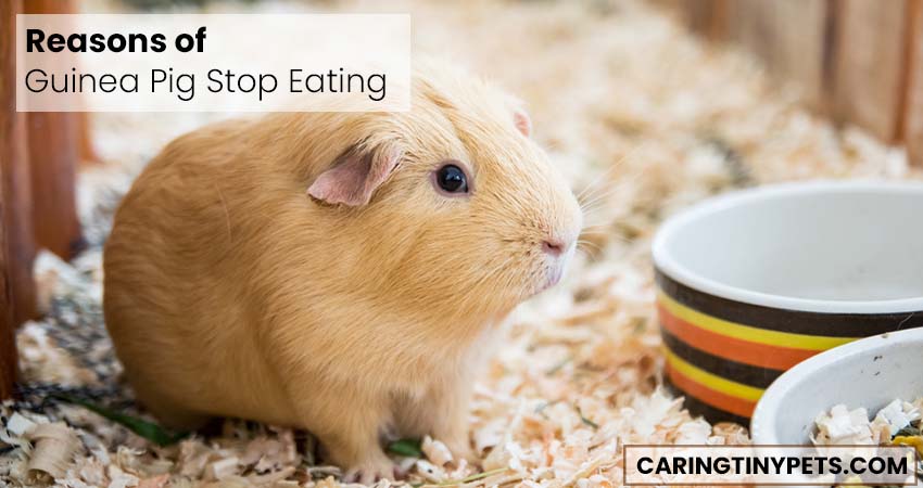 Reasons of Guinea Pig Stop Eating