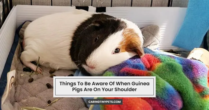 Things To Be Aware Of When Guinea Pigs Are On Your Shoulder