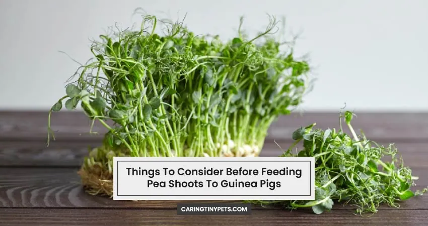 Things To Consider Before Feeding Pea Shoots To Guinea Pigs