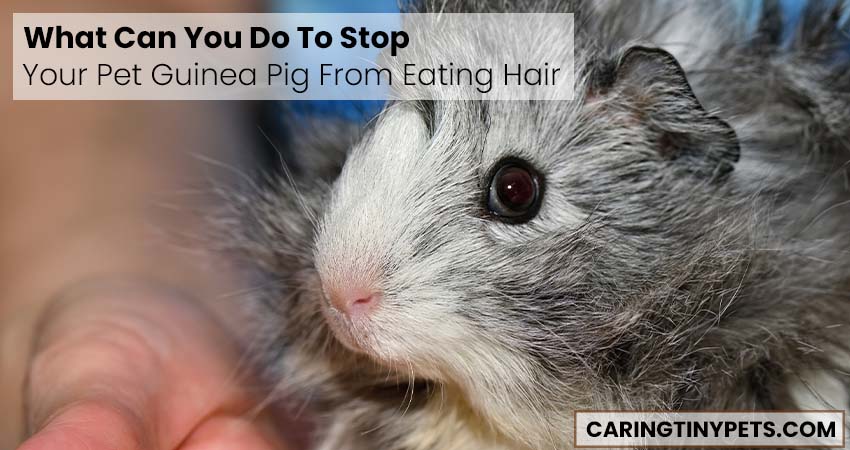 What Can You Do To Stop Your Pet Guinea Pig From Eating Hair