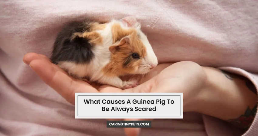 What Causes A Guinea Pig To Be Always Scared