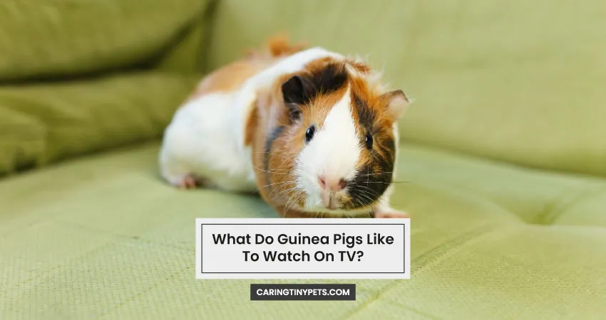 What Do Guinea Pigs Like To Watch On TV