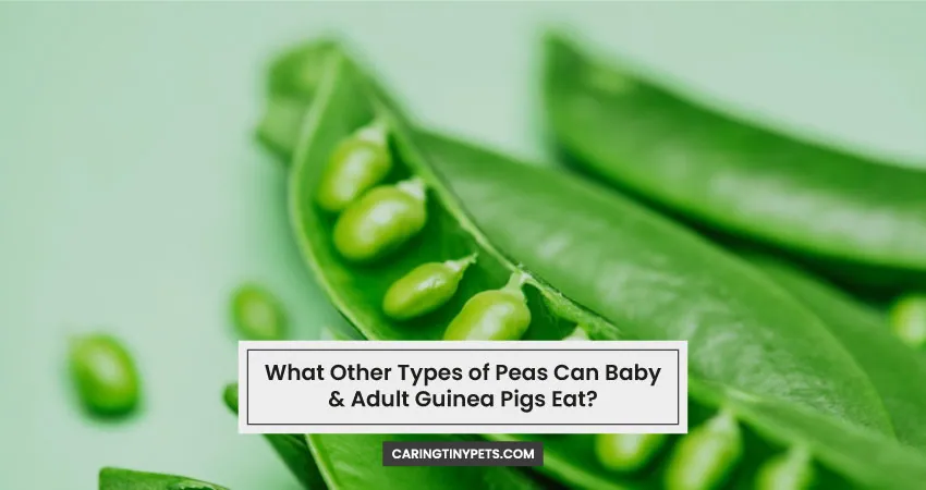What Other Types of Peas Can Baby & Adult Guinea Pigs Eat
