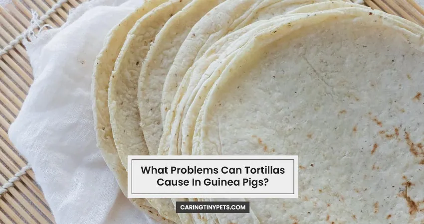What Problems Can Tortillas Cause In Guinea Pigs