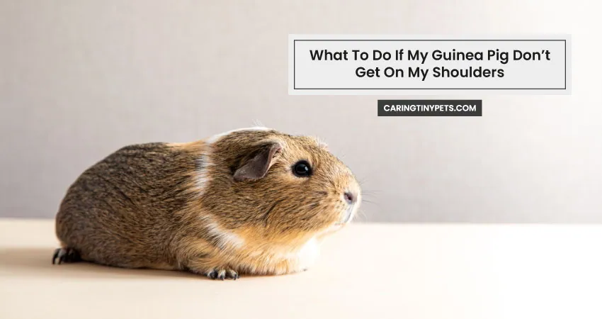 What To Do If My Guinea Pig Don’t Get On My Shoulders