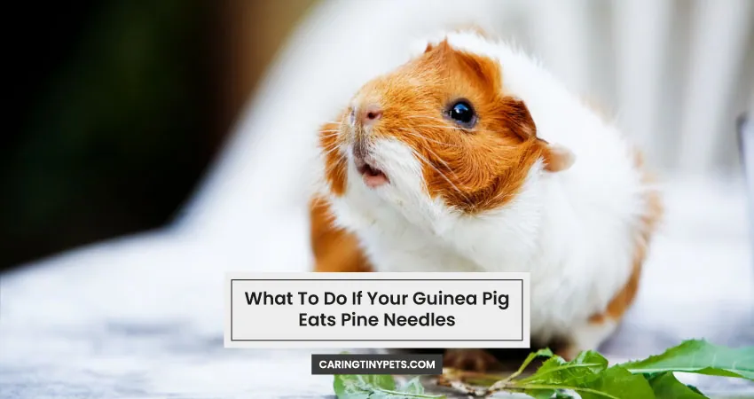 What To Do If Your Guinea Pig Eats Pine Needles