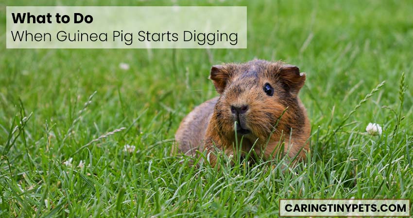 What to do When Guinea Pig Starts Digging