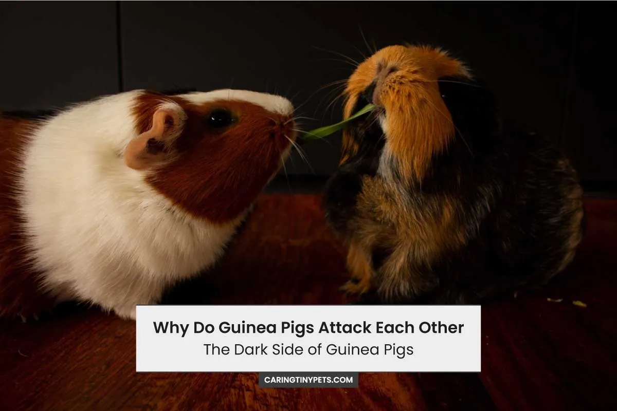Why Do Guinea Pigs Attack Each Other