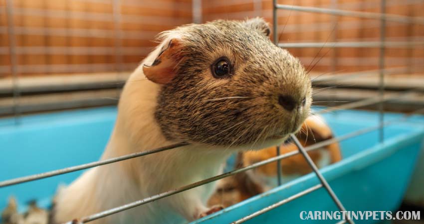 Why Do Guinea Pigs Bite Their Cage