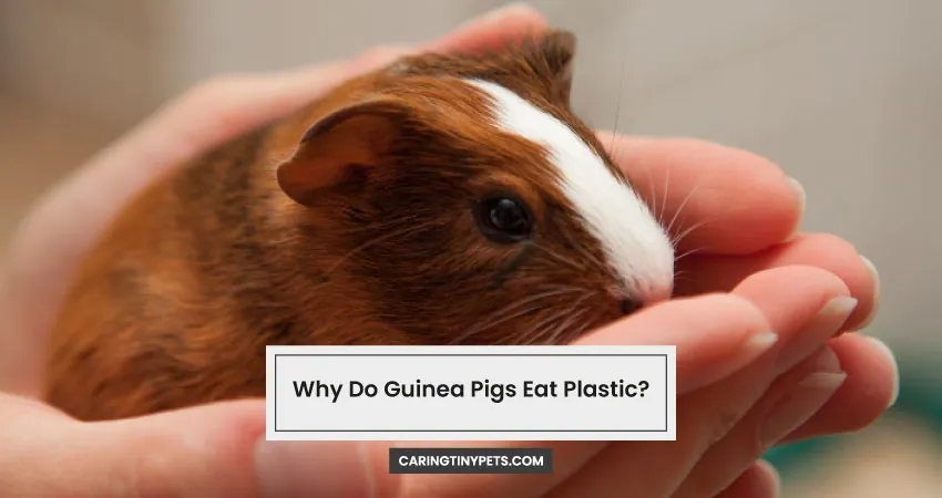 Why Do Guinea Pigs Eat Plastic