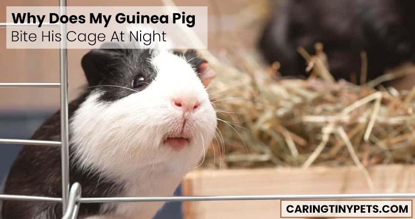 Why Does My Guinea Pig Bite His Cage At Night