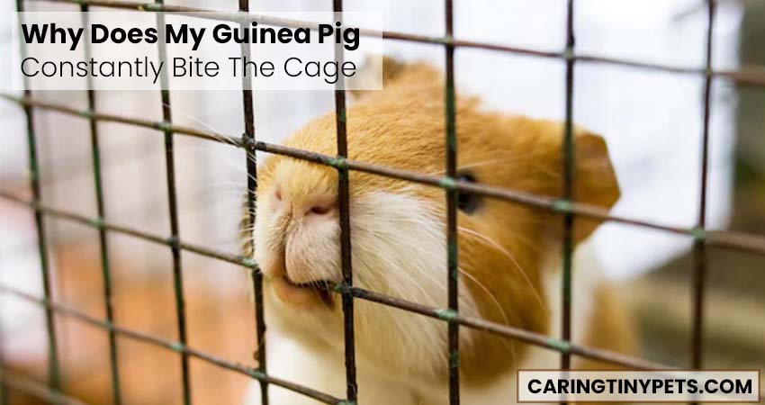 Why Does My Guinea Pig Constantly Bite The Cage