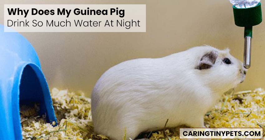 Why Does My Guinea Pig Drink So Much Water At Night