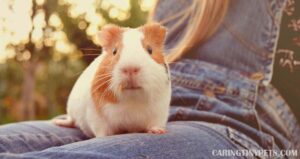 Why Does My Guinea Pig Eat My Hair? Here Is the Reason