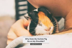 Why Does My Guinea Pig Go on My Shoulder? Everything You Need To Know!