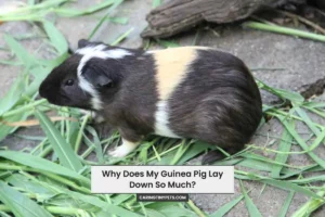 Why Does My Guinea Pig Lay Down So Much?