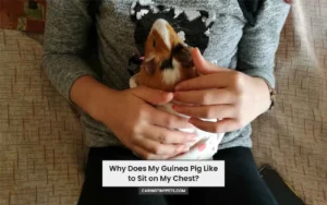 Why Does My Guinea Pig Like to Sit on My Chest? – [Explained!]