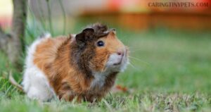 Why Is My Guinea Pig Not Eating? Learn What You Need to Do!