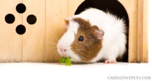 Why do Guinea Pigs Dig—Everything you Need to Know