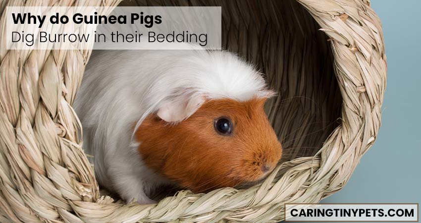 Why do Guinea Pigs Dig Burrow in their Bedding