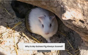 Why is My Guinea Pig Always Scared? – What Can I Do?