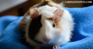 Why is My Guinea Pig Drinking So Much Water? Signs Of Underlying Diseases