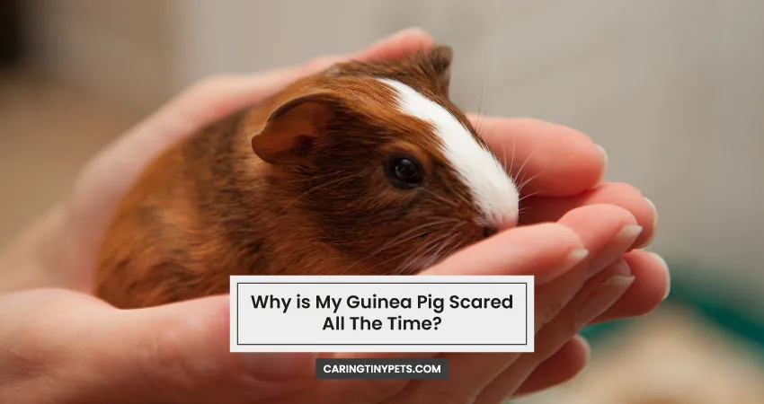 Why is My Guinea Pig Scared All The Time