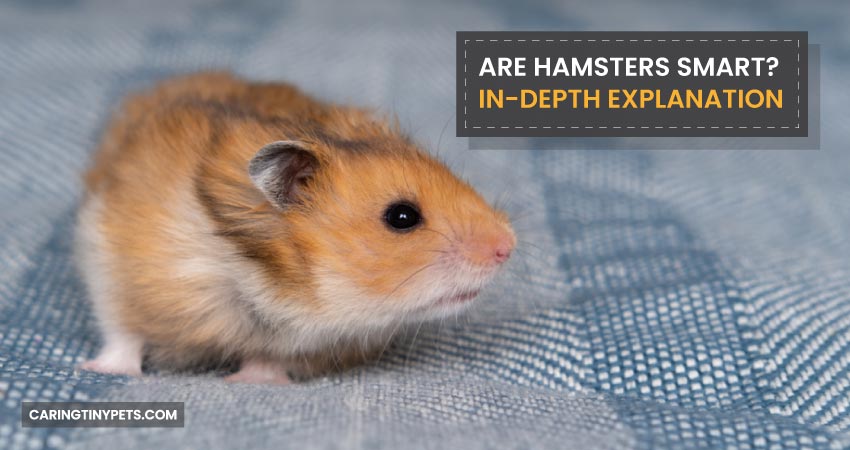 Are Hamsters Smart