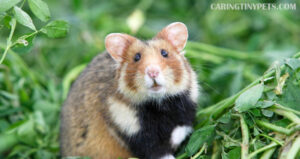 Are Hamsters Smart? [Scientific Proof]