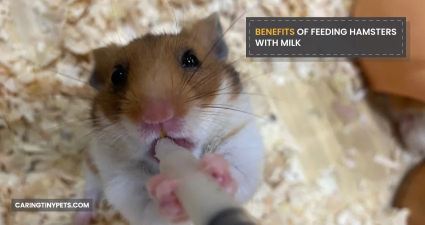 Benefits of feeding hamsters with milk