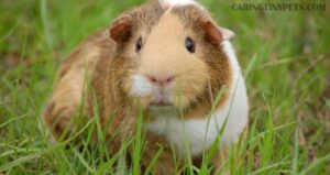 Can Guinea Pigs Eat Gooseberries? Find Out the Truth!