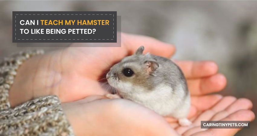 Can I Teach My Hamster To Like Being Petted