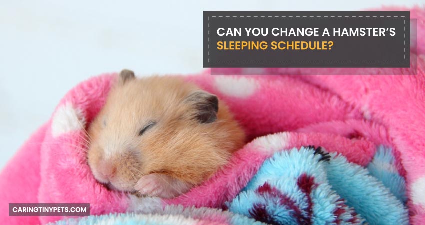 Can-You-Change-a-Hamsters-Sleeping-Schedule