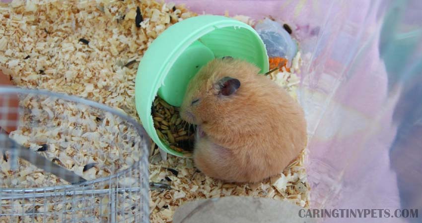 Can You Change a Hamster’s Sleeping Schedule