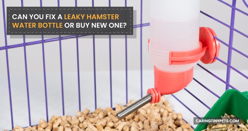 Can You Fix a Leaky Hamster Water Bottle or Buy New One