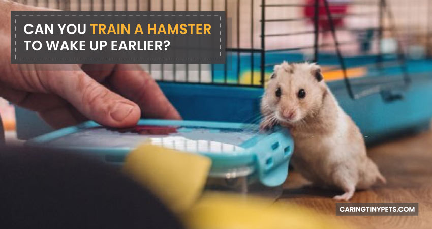 Can-You-Train-a-Hamster-to-Wake-Up-Earlier