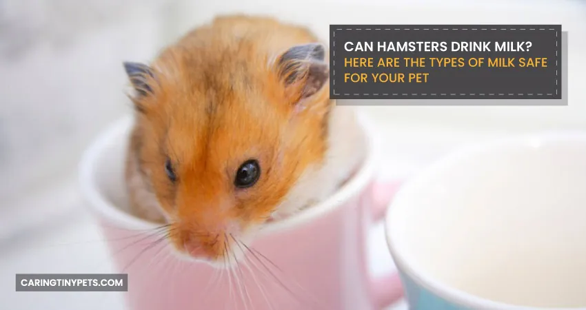 Can hamsters drink milk Here are the types of milk safe for your pet