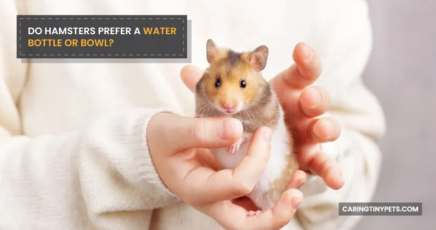 DO HAMSTERS PREFER A WATER BOTTLE OR BOWL