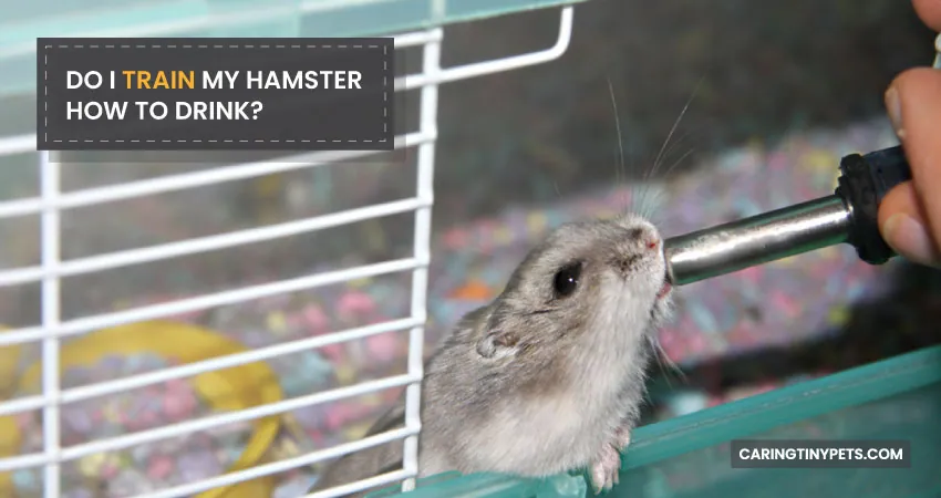 DO I TRAIN MY HAMSTER HOW TO DRINK