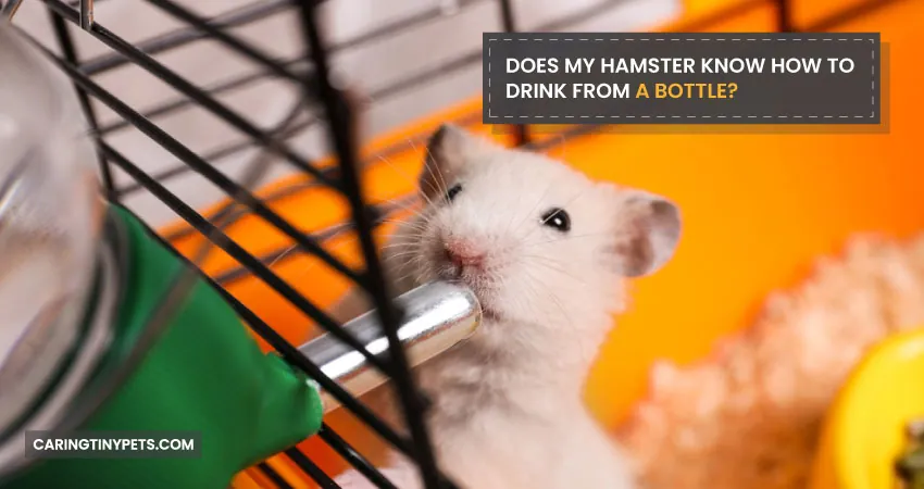 DOES MY HAMSTER KNOW HOW TO DRINK FROM A BOTTLE